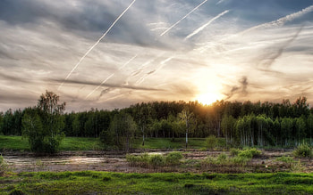 Nature, Trees, Sky, Summer, Lines, Morning HD wallpaper