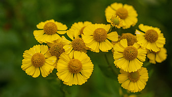 Closeup View Of Yellow Chrysanthemum Flowers Dark Background Flowers HD wallpaper