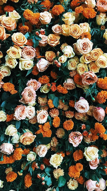 Flowers Aesthetic, Colorful HD phone wallpaper