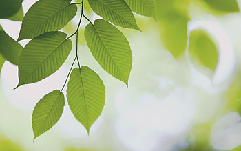 Forest leaves nature, Cool , , Nature HD wallpaper
