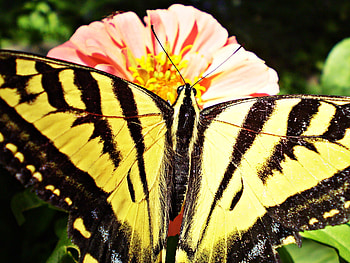 a yellow and black butterfly, butterfly, macro, insect, flower HD wallpaper