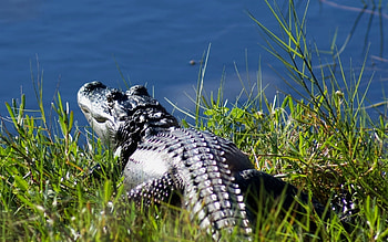 Animals, Nature, Crocodiles HD wallpaper