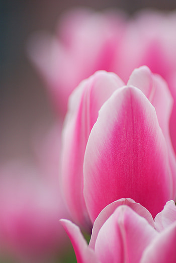 Pink, Flower, Macro, Petals, Tulip HD phone wallpaper