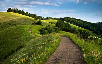 Green Fields, green, nature HD wallpaper