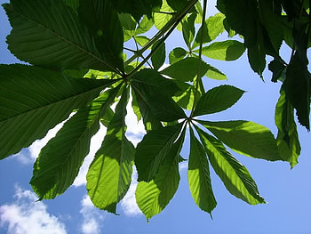 Through the Leaves, clouds, trees, sky, nature HD wallpaper