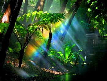 Sun rays, rays, trees, sunshine, green HD wallpaper