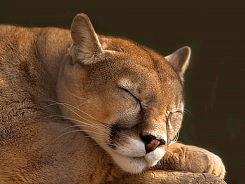 Sleeping Cat, cat, beautiful, sleeping HD wallpaper