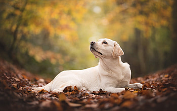 Autumn leaves, Labrador Retriever HD wallpaper