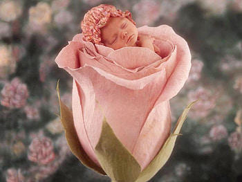little-cute-baby-in-pink-rose, baby, people, little, rose, pink, hop, flower, nature, sleep HD wallpaper