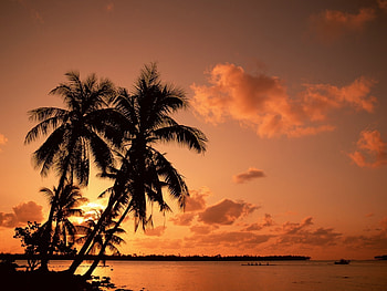 Landscape, Trees, Sunset, Sky, Sea, Palms HD wallpaper