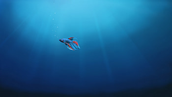 Tags: Fish, Alone, Underwater, Windows 10 ... HD wallpaper