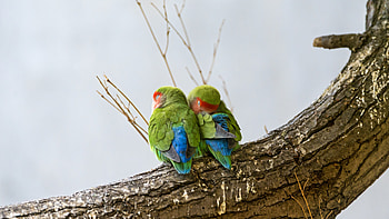 Rosy-faced lovebirds , Peach-faced lovebirds, Bird couple, Tree branch HD wallpaper
