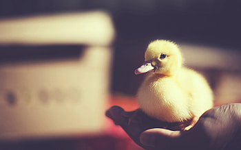 Animals, Birds HD wallpaper