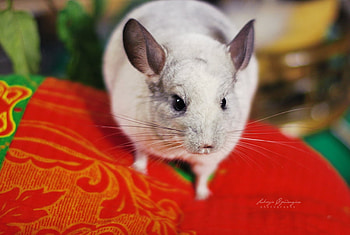 saphir, cute, funny, animals, red HD wallpaper