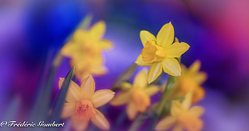 Flowers, Narcissussi, Macro, Spring HD wallpaper
