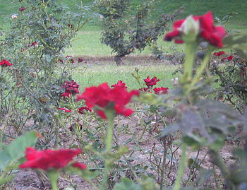 Roses, nature, flowers, red HD wallpaper
