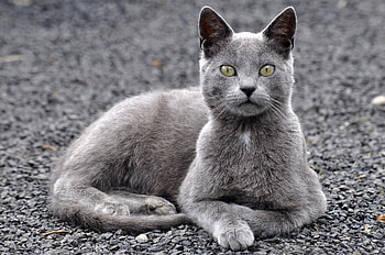 Animals, Cat, Grey, Crushed Stone, Rubble HD wallpaper