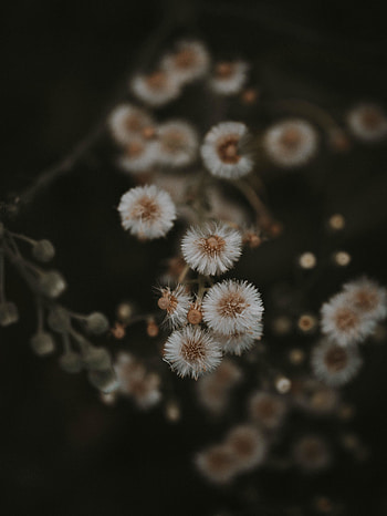 Fluffy flowers, bloom HD phone wallpaper