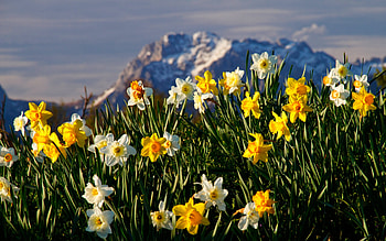 MOUNTAIN BLOSSOMS, neo, landscape, flowers, grass, mountains HD wallpaper