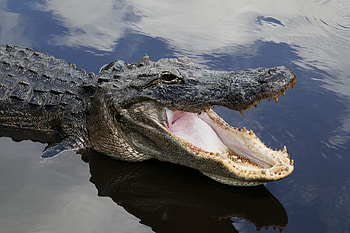 Viral video, Escaping alligator, Zoo encounter, Fascinating story HD wallpaper