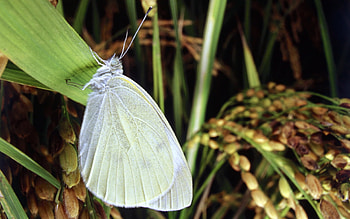 Butterflies, Insects HD wallpaper