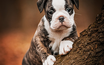 Bulldog puppy, puppy, caine, bulldog, animal, cute, paw HD wallpaper