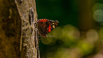 Butterfly, animal, nature, insect HD wallpaper