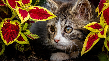 Peek a Boo Kitty, animal, kitty, Kitten, purr HD wallpaper