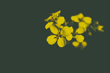 Flowers, Flower, Petals HD wallpaper