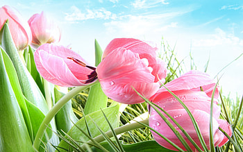 Tulips, tulip, pink, flower, green, card, lalele, spring HD wallpaper
