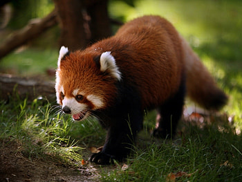 Animals, Pandas HD wallpaper