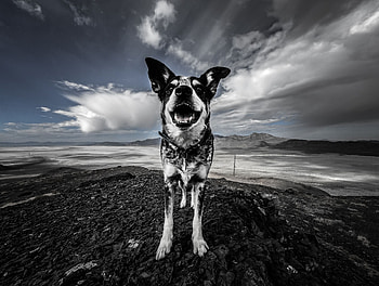 Animals, Mountains, Dog, Spotty, Spotted HD wallpaper