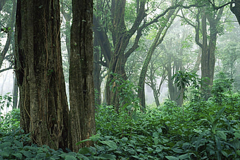 Tropical rainforest beauty, 1920x1200 paradise, Jungle wonders, Forest mural magic HD wallpaper