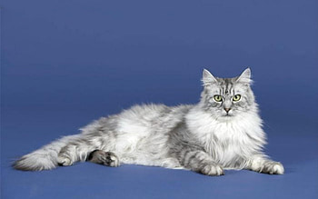 Grey Cat, grey, animals, cats, cat, blu HD wallpaper