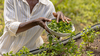 Oregano and rosemary, Workshop event, Magnolia event space, Herb enthusiasts HD wallpaper