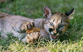 Animals, Puma, Young, Big Cat, Joey, Mountain Lion, Cougar HD wallpaper