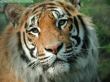 sweet siberian tiger, cat, tiger HD wallpaper