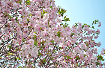 Flowers, Sky, Leaves, Branches, Bloom, Flowering, Spring, Mood HD wallpaper