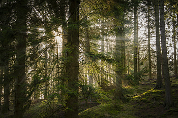 Nature, Trees, Sun, Beams, Rays, Forest HD wallpaper