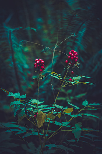 Leaves, Plant, Dark, Branches, Berry HD phone wallpaper