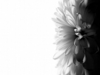 B&W beauty, nature, flower, black and white HD wallpaper