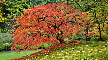 Red Autumn Tree, trees, autumn, nature, red HD wallpaper