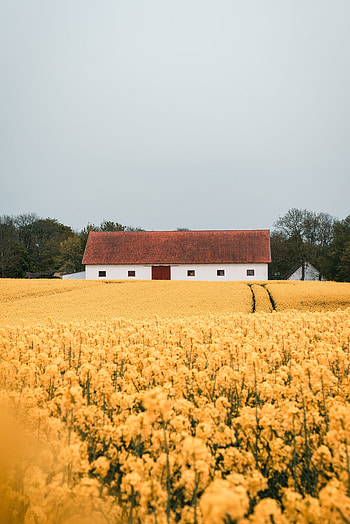 Flowers, Building, Miscellanea, Miscellaneous, Field HD phone wallpaper