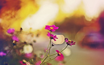 Flowers, Plant, Macro, Petals HD wallpaper