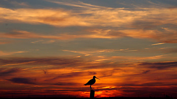 Nature, Sunset, Sky, Bird, Outlines, Evening HD wallpaper