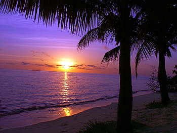 Purple Sunset, sea, reflection, palm, sky, sun, beach HD wallpaper