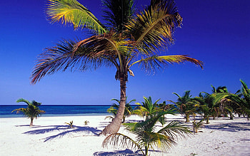 Nature, Palms, Shore, Bank, Tropics HD wallpaper
