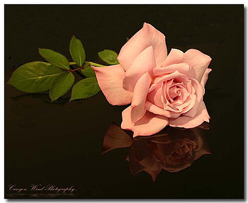 pink rose, art , beautiful, nature HD wallpaper