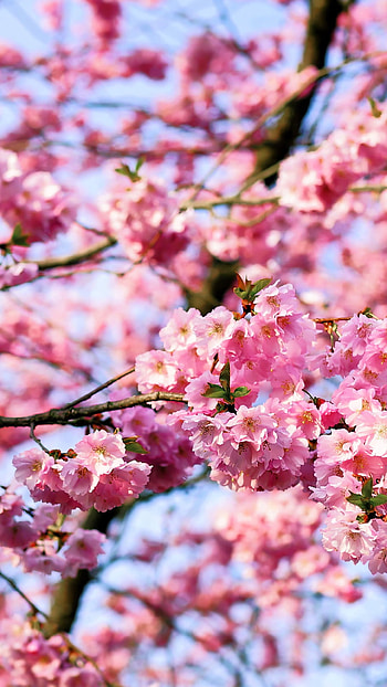 spring, cherry blossom, nature, blossom HD phone wallpaper