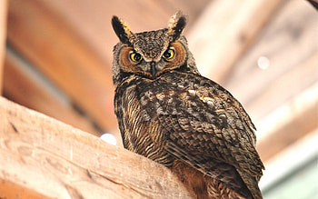 Animals, Owl, Bird, Sit, Predator HD wallpaper
